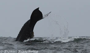 Humpback Whale tail throw, photo by Daniel Bianchetta