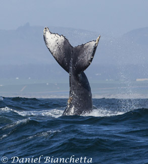 Humpback Whale tail throw, photo by Daniel Bianchetta