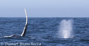 Humpback Whales, photo by Daniel Bianchetta