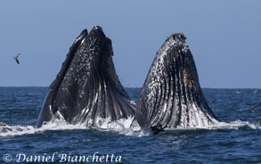 HumpbackWhales lunge-feeding, photo by Daniel Bianchetta