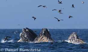 Humpback Whales lunge feeding, photo by Daniel Bianchetta