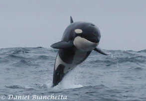 Breaching Killer Whale, photo by Daniel Bianchetta