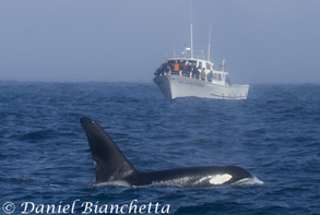 Killer Whale Can Opener by Pt Sur Clipper, photo by Daniel Bianchetta