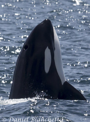 Killer Whale spy-hopping, photo by Daniel Bianchetta