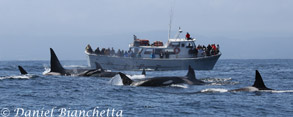 Killer Whales by Pt. Sur Clipper, photo by Daniel Bianchetta