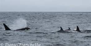 Killer Whales, photo by Daniel Bianchetta