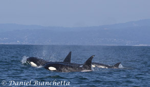 Killer Whales, photo by Daniel Bianchetta