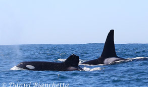 Killer Whales Stubby and Lonesome George, photo by Daniel Bianchetta