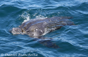 Leatherback Sea Turtle, photo by Daniel Bianchetta