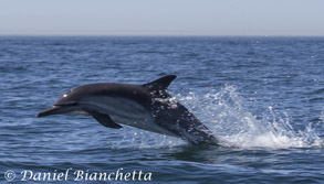 Long-beaked Common Dolphin, photo by Daniel Bianchetta