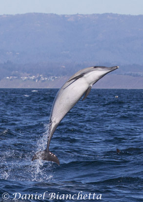 Long-beaked Common Dolphin, photo by Daniel Bianchetta