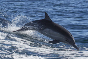 Long-beaked Common Dolphin, photo by Daniel Bianchetta