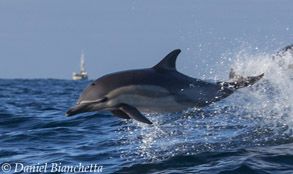 Long-beaked Common Dolphin, photo by Daniel Bianchetta