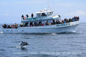 Long-beaked Common Dolphin near Sea Wolf II, photo by Melissa Galieti