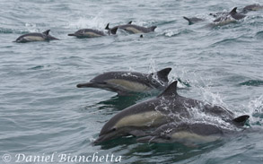 Long-beaked Common Dolphins, photo by Daniel Bianchetta