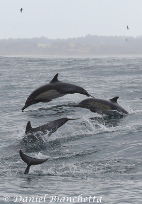 Long-beaked Common Dolphins, photo by Daniel Bianchetta