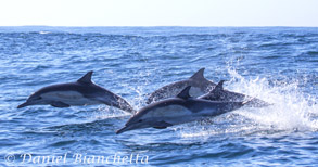 Long-beaked Common Dolphins, photo by Daniel Bianchetta