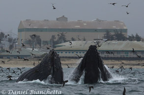 Lunge-feeding Humpback Whales, photo by Daniel Bianchetta