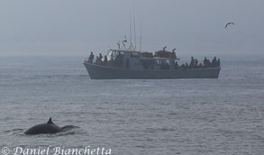 Minke Whale by Pt Sur Clipper, photo by Daniel Bianchetta