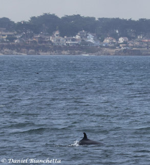 Minke Whale, photo by Daniel Bianchetta