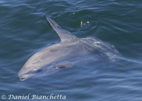 Mola Mola photo by Daniel Bianchetta