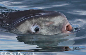 Mola Mola eating a By-the-wind Sailor, photo by Daniel Bianchetta