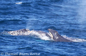 Mother and baby Gray Whale, photo by Daniel Bianchetta