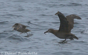 Northern Fulmar and Black-footed Albatross, photo by Daniel Bianchetta