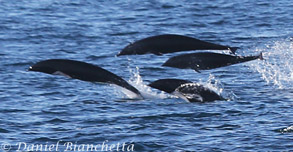 Northern Right Whale Dolphins, photo by Daniel Bianchetta