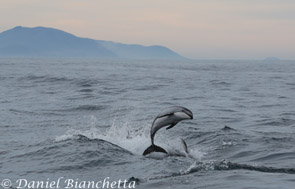 Pacific White-sided Dolphin, photo by Daniel Bianchetta