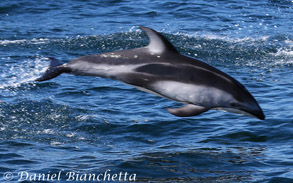 Pacific White-sided Dolphin, photo by Daniel Bianchetta