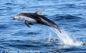 Pacific White-sided Dolphin, photo by Daniel Bianchetta