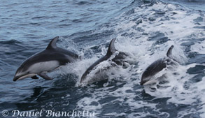 Pacific White-sided Dolphins, photo by Daniel Bianchetta