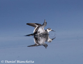 Red-necked Phalarope, photo by Daniel Bianchetta