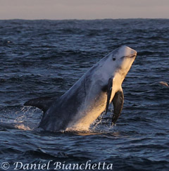 Risso's Dolphin, photo by Daniel Bianchetta