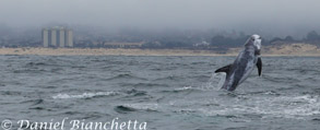 Risso's Dolphin, photo by Daniel Bianchetta