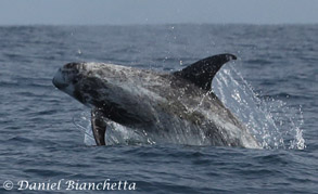 Risso's Dolphin, photo by Daniel Bianchetta