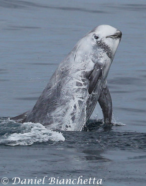 Risso's Dolphin, photo by Daniel Bianchetta