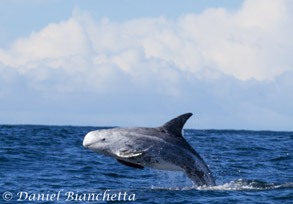 Risso's Dolphin, photo by Daniel Bianchetta