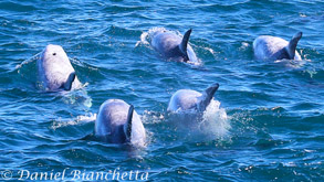 Risso's Dolphins, photo by Daniel Bianchetta