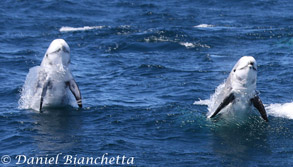 Risso's Dolphins, photo by Daniel Bianchetta