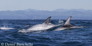 Risso's Dolphins, photo by Daniel Bianchetta