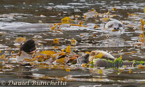 Sea Otter and Harbor Seal, photo by Daniel Bianchetta