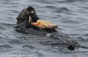 Southern Sea Otter eating a crab, photo by Daniel Bianchetta