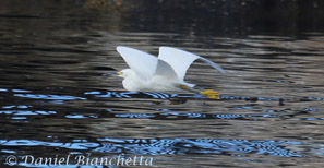 Snowy Egret, photo by Daniel Bianchetta