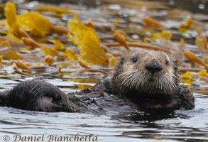 Southern Sea Otter, photo by Daniel Bianchetta