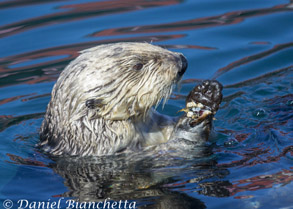 Southern Sea Otter, photo by Daniel Bianchetta