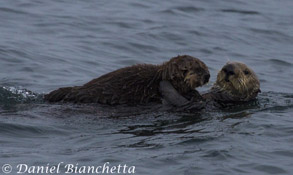 Southern Sea Otter mother and pup, photo by Daniel Bianchetta