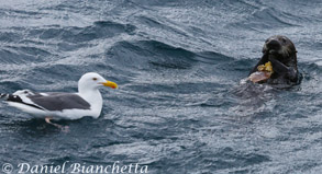 Southern Sea Otter with Western Gull, photo by Daniel Bianchetta