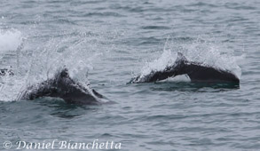 TwoDall's Porpoise, photo by Daniel Bianchetta